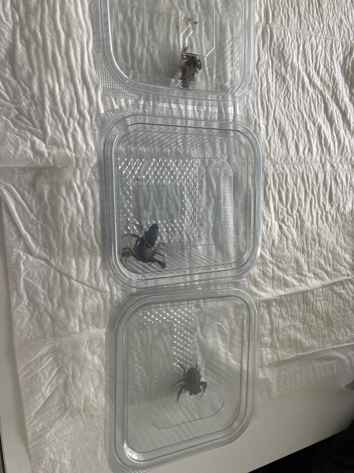 Androctonus crassicauda specimens from the VenomX colony
