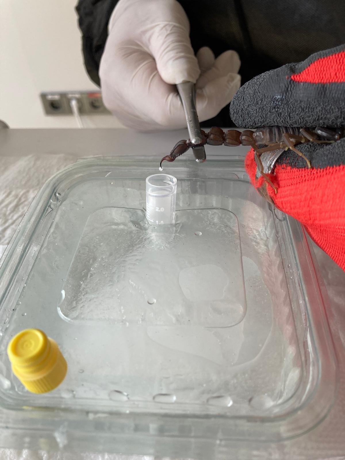 Venom milked from an Androctonus crassicauda by electrostimulation into a collection tube